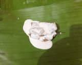 Foto langkah ke 4 dari resep Gadon Daging Sapi Gurih.