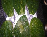Foto del paso 1 de la receta: Sándwich de nopalitos
