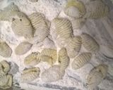 Foto del paso 3 de la receta: Ñoquis de Papas