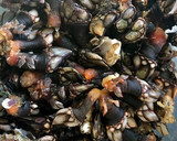 Foto del paso 1 de la receta: Percebes