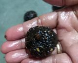 A picture of step 4 of Black sesame ladoo.