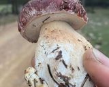 Foto del paso 1 de la receta: Boletus a la plancha