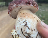 Foto del paso 1 de la receta: Boletus a la plancha