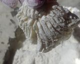 Foto langkah ke 3 dari resep Jamur Tiram Tepung.