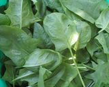Krémes spenót velouté 🌿 tojással 🍳 és tejszínnel 🥛 recept fázis 1 fotója