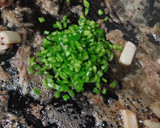 Foto del paso 3 de la receta: Fideuà 2