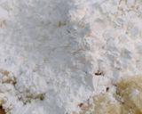 Foto del paso 4 de la receta: Ñoquis de papa con harina y Maizena