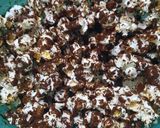 Foto del paso 4 de la receta: Pochoclos para adultos (picantes con chocolate)