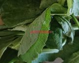 A picture of step 1 of Radish Leaves Curry (Mulyachi Patal Bhaji).