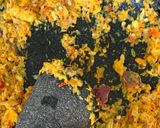 Foto langkah ke 2 dari resep Kare Ayam Bumbu Kuning.