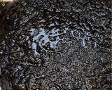 Foto langkah ke 5 dari resep Nasi Nori Pizza 🍕.