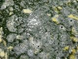ماهیچه