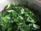Sayur Bening Daun Kelor