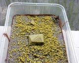 Foto langkah ke 11 dari resep Hottie brownie with assorted topping.