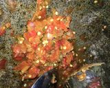 Foto langkah ke 3 dari resep Sambal goang/ mentah dadakan 👍🏻.
