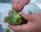 How to clean artichokes recipe step 1 photo