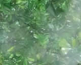 A picture of step 1 of Methi Matar pulaw.