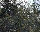 Foto del paso 1 de la receta: Aceitunas al estilo campo real (la recolección)