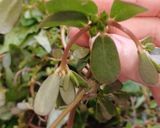 Hình bước làm 7 của món Lẩu cua đồng