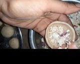 রেসিপি:ব্রেড ছানার কচুরি রেসিপি ধাপ - 3 ছবি