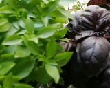 Une image de l'étape 11 de Aubergines façon estivale 🍆🍆.