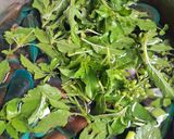 Foto langkah ke 3 dari resep Kerang ijo masak bening.