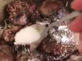 Індича печінка