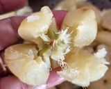 A picture of step 2 of Instant Amla candy.