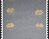 Foto del paso 3 de la receta: Palmeras de azúcar y Canela