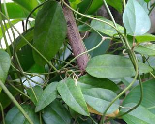 Es Cendol Cincau Hijau - Step 1