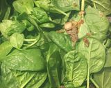 Spenótos gomba - PALEO recept fázis 7 fotója
