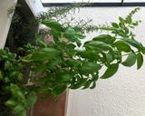 Foto del paso 5 de la receta: Humita de mi abuela