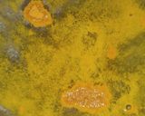 A picture of step 1 of Maghaz Masala or Brain Masala.