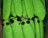 Foto langkah ke 3 dari resep Kue ulat/caterpillar teflon.