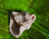 Foto langkah ke 8 dari resep Lapek Koci / Sikoci.