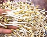 Hình bước làm 4 của món Làm giá đỗ xanh từ cát