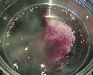 Tips merebus Mutiara agar merekah (cendol mutiara) - Step 2