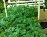 Foto langkah ke 8 dari resep Mie Kwetiau Sayur Kale.
