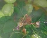 Foto langkah ke 4 dari resep Sayur Temu Kunci (Bayam Gambas).