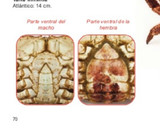 Foto del paso 1 de la receta: Buey de mar hervido estilo gallego