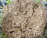 Foto del paso 2 de la receta: Risotto de quinoa con calabaza y puerro