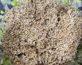 Foto del paso 2 de la receta: Risotto de quinoa con calabaza y puerro