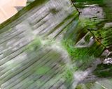 Foto langkah ke 3 dari resep Tape Ketan Pandan | Tanpa gula pasir.