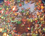 Foto del paso 8 de la receta: Locro bien criollo