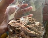 Foto langkah ke 8 dari resep Asam sunti khas aceh.