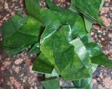 A picture of step 3 of Paan Shots (Pan Shots) Recipe.