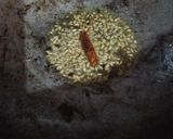 A picture of step 2 of Parwal and moong dal ki curry.