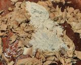 Foto del paso 5 de la receta: Croquetas caseras de pollo
