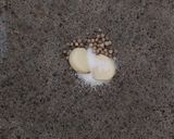 Foto langkah ke 1 dari resep Sapi lada hitam (gak pake lama).