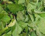 A picture of step 1 of Mint Chutney.